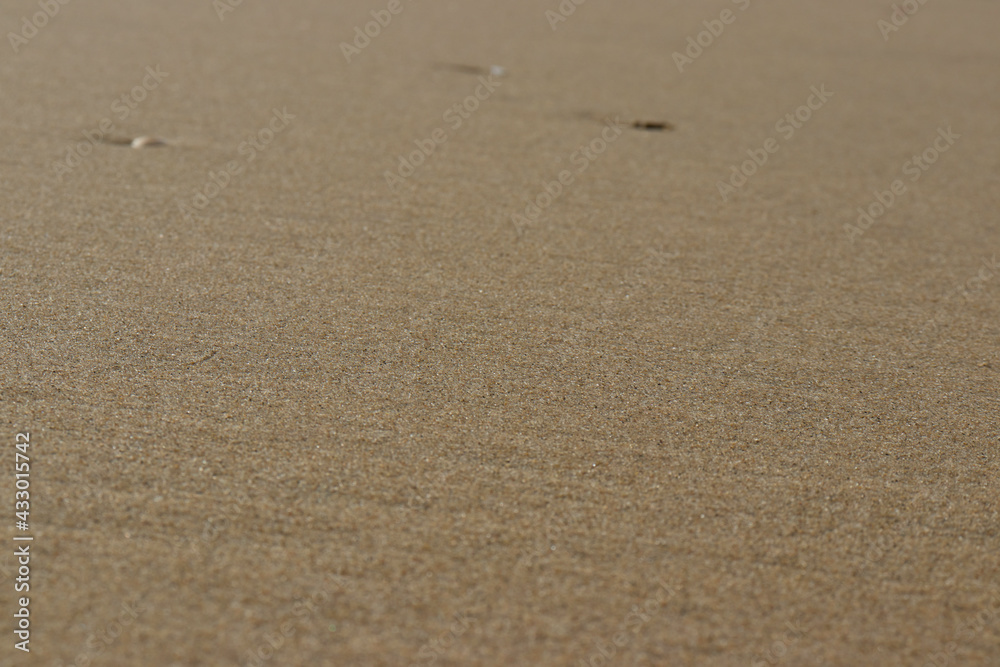 Beach sand and shells Beach sand and shells
