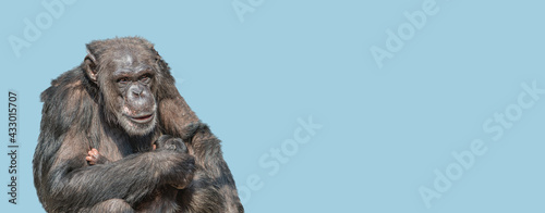 Fotografering Banner with a portrait of mother chimpanzee with her cute baby, closeup, details with copy space and blue sky solid background