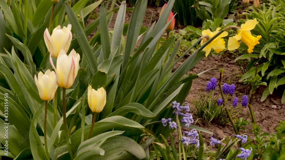 Tulips and narcissus (daffodils) are popular plants in gardens and parks of Europe. Odessa region (Ukraine). Tulips and narcissus (daffodils) are popular plants in gardens and parks of Europe. Odessa region (Ukraine).