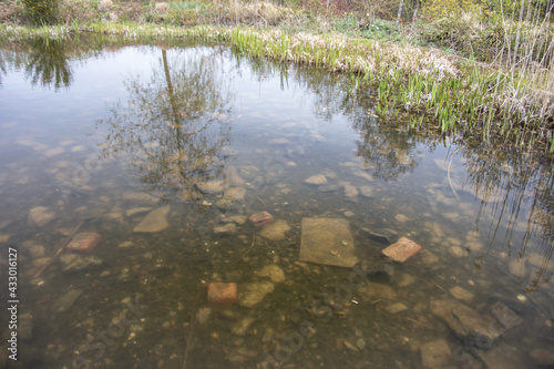 surface of the pond