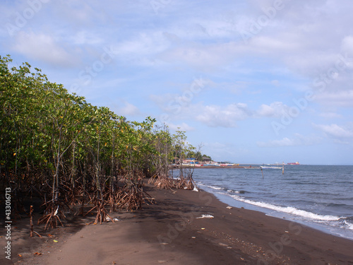 Tela Young mangrove trees left on the seashore due to inundation by a strong typhoon