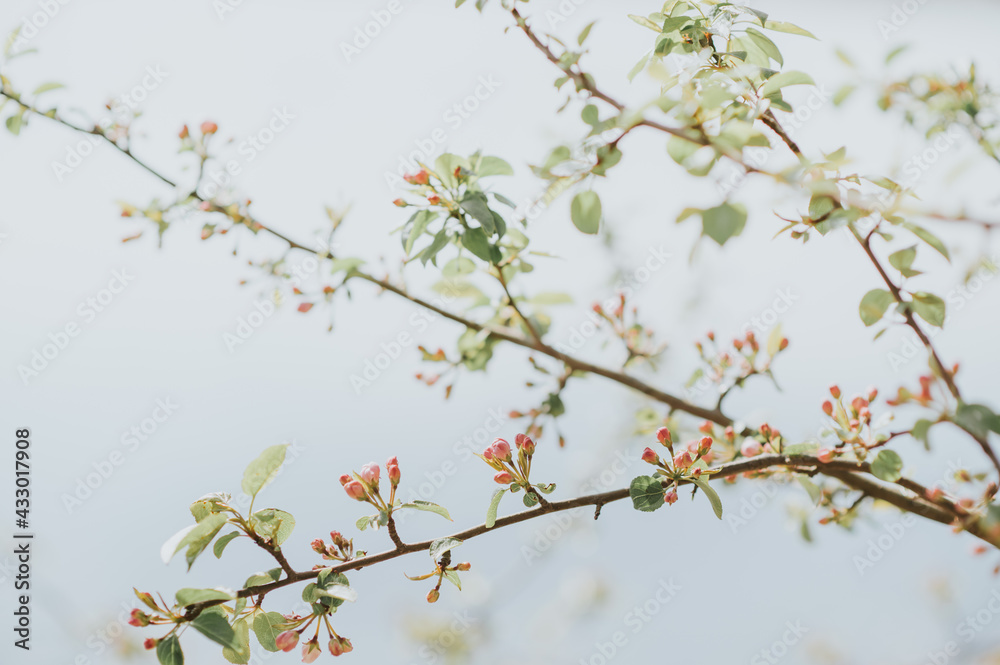 sehr zarte, junge Knospen von einem Obstbaum, Apfelblüte im Frühling. Warmes Licht, viel Platz für Text. Sehr geringe Schärfentiefe. sehr zarte, junge Knospen von einem Obstbaum, Apfelblüte im Frühling. Warmes Licht, viel Platz für Text. Sehr geringe Schärfentiefe.