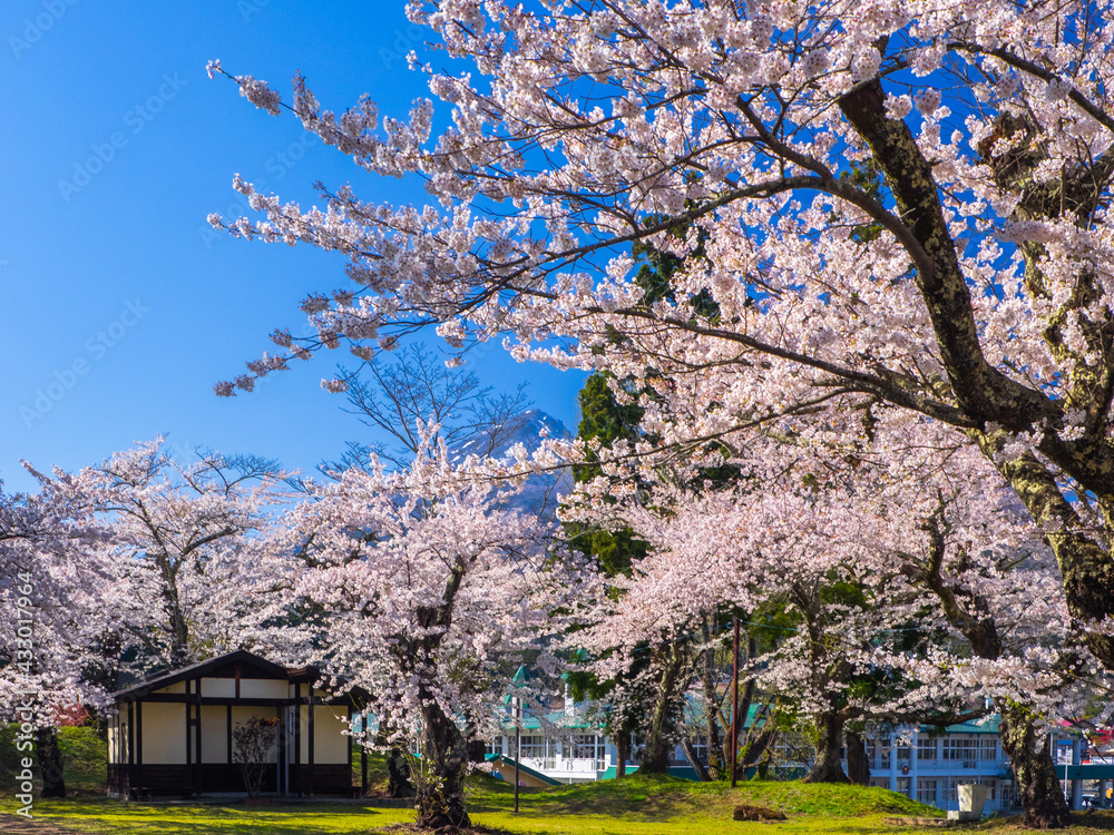 Park with cherry blossom trees in full bloom (Kamegajo park, Inawashiro, Fukushima) Park with cherry blossom trees in full bloom (Kamegajo park, Inawashiro, Fukushima)