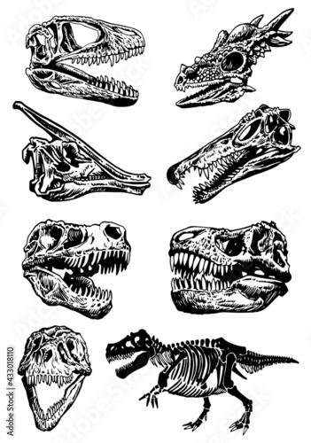 Vector set of dinosaur skulls on white background,paleontological collection