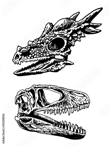 Vector set of dinosaur skulls on white background,paleontological collection