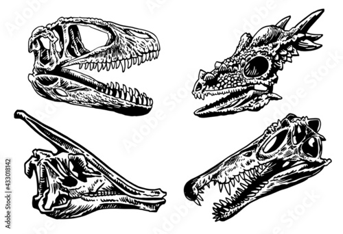 Vector set of dinosaur skulls on white background,paleontological collection
