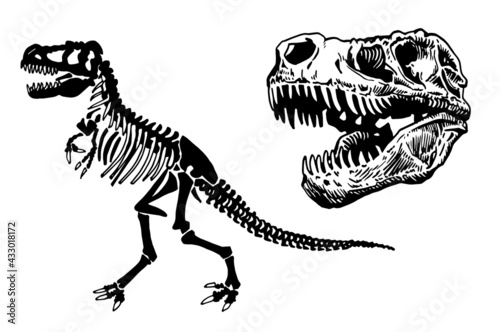 Vector set of dinosaur skeletons and skulls on white background,paleontological collection