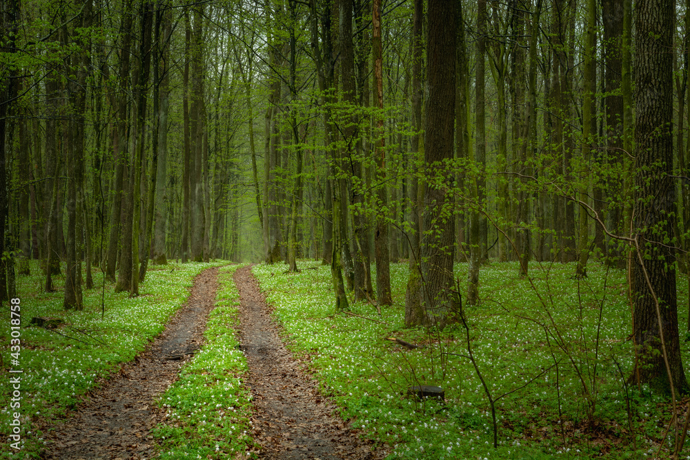 Fototapeta premium The road through the spring forest and white flowers