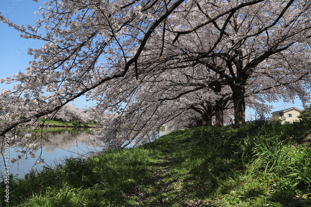 春の日本の埼玉県を流れる元荒川の河川敷に咲くソメイヨシノのサクラの花の様子 春の日本の埼玉県を流れる元荒川の河川敷に咲くソメイヨシノのサクラの花の様子