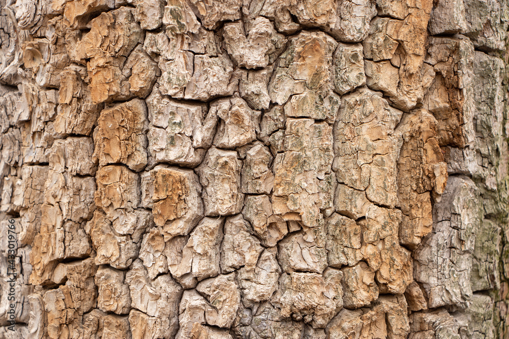 Texture shot of brown tree bark, filling the frame Texture shot of brown tree bark, filling the frame