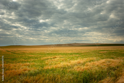 Huge field with grain and cloudy sky, Staw, Poland