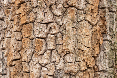 Texture shot of brown tree bark, filling the frame