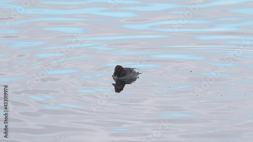 Female Common goldeneye (Bucephala clangula) dives underwater. Suomenoja bird area, Espoo, Finland. photo