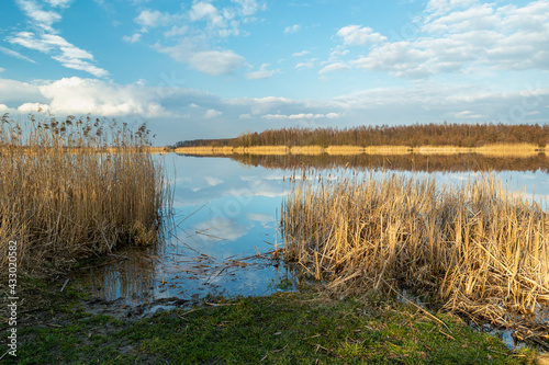 Reeds on the shore of the lake and the beautiful sky  Stankow  Poland