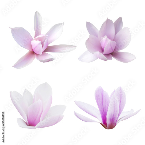 Macro photo set blooming magnolia on a white isolated background.