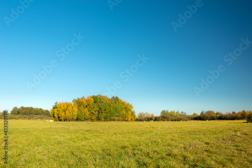 A green meadow, autumn trees and a blue cloudless sky, Nowiny, Poland