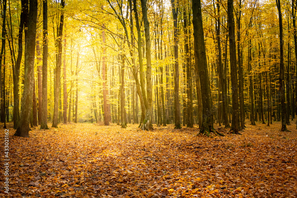 Fototapeta premium Sunlight in the autumn forest and fallen leaves