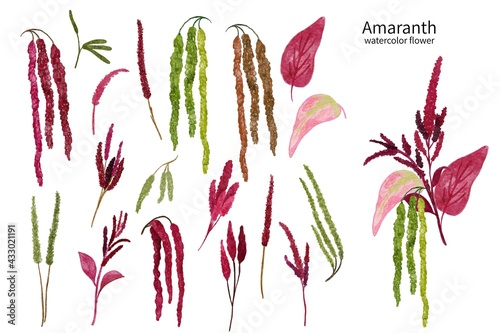 Set of amaranth flower digital watercolor