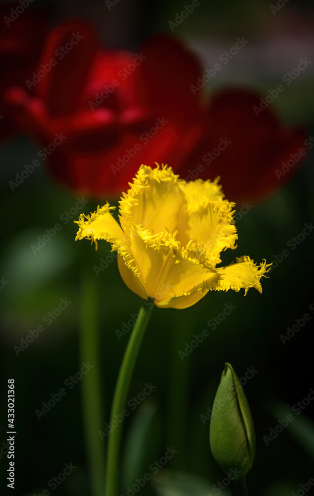 Obraz premium Bright red and yellow tulip buds and fresh green leaves