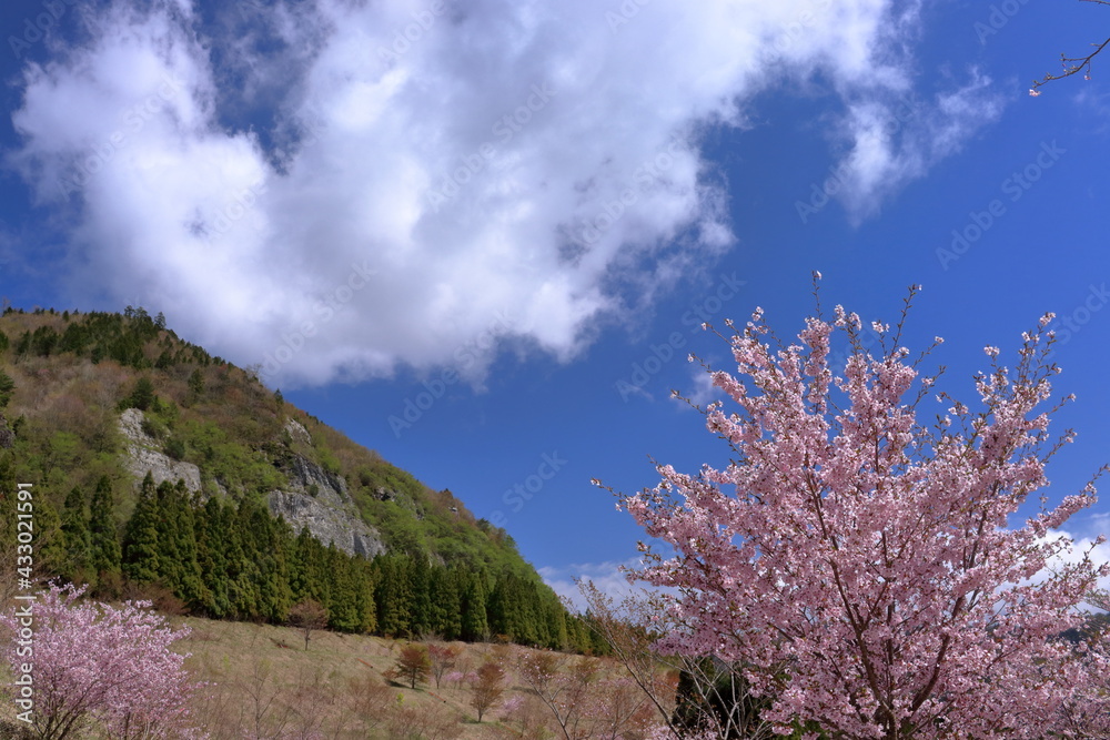 桜と西門山 花見を楽しむ (高知県 土佐町) 桜と西門山 花見を楽しむ (高知県 土佐町)