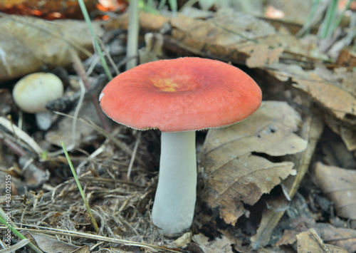 Edible mushroom russula (Russula nitidia)