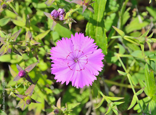 Wild pink  Dianthus chinensis 