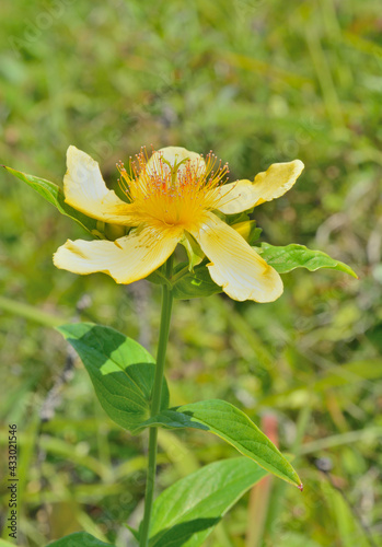 Flower of hypericum (Hypericum gebleri) photo