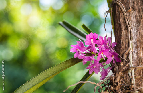 Ascocentrum ampullaceum., Beautiful rare wild orchids in tropical forest of Thailand. photo