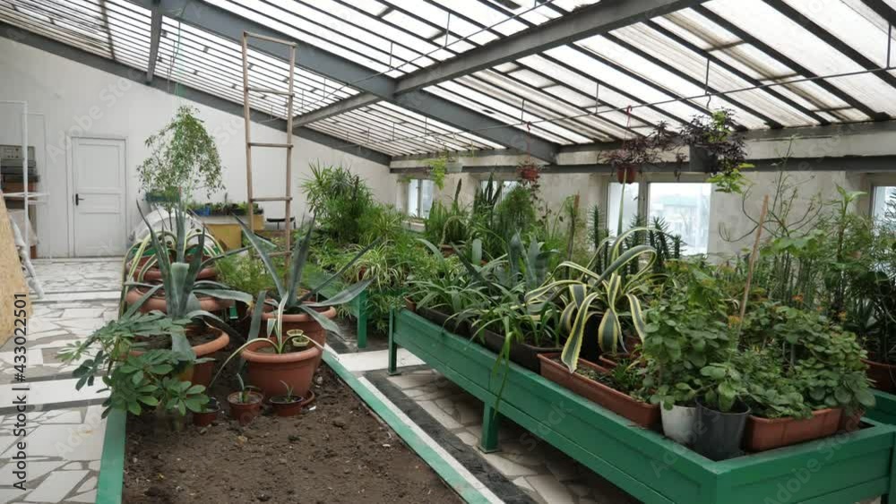 Spacy greenhouse with racks covered with healthy herbs in pots incuding aloe Spacy greenhouse with racks covered with healthy herbs in pots incuding aloe