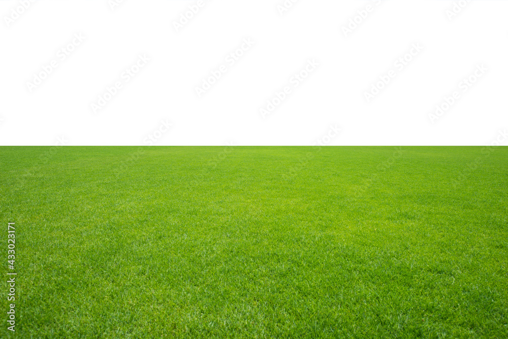 Green grass field isolated on white background.