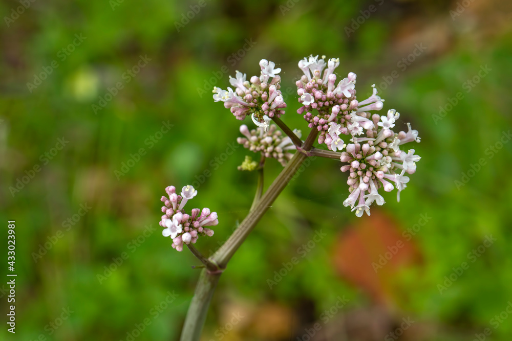 Pink flowers of valerian (Valeriana officinalis) plant.