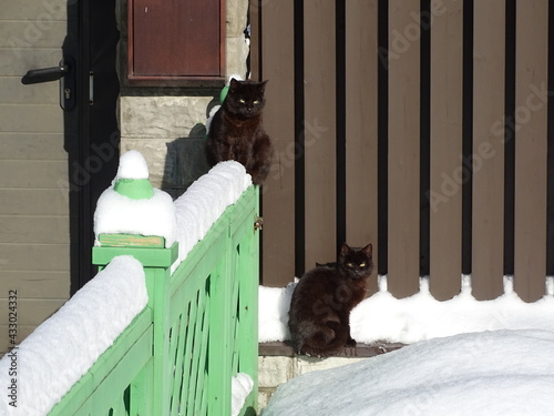 Two black cats at the fence in a snowy winter 