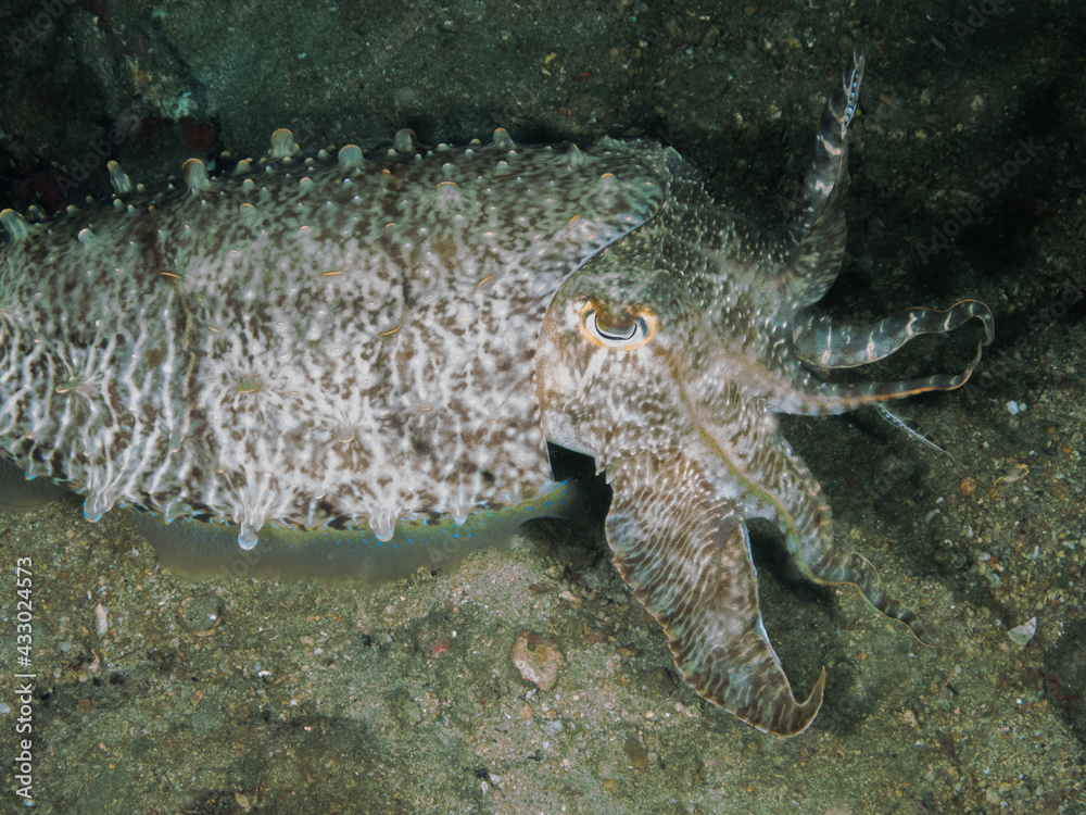 Fototapeta premium Ocean life of the philippines
