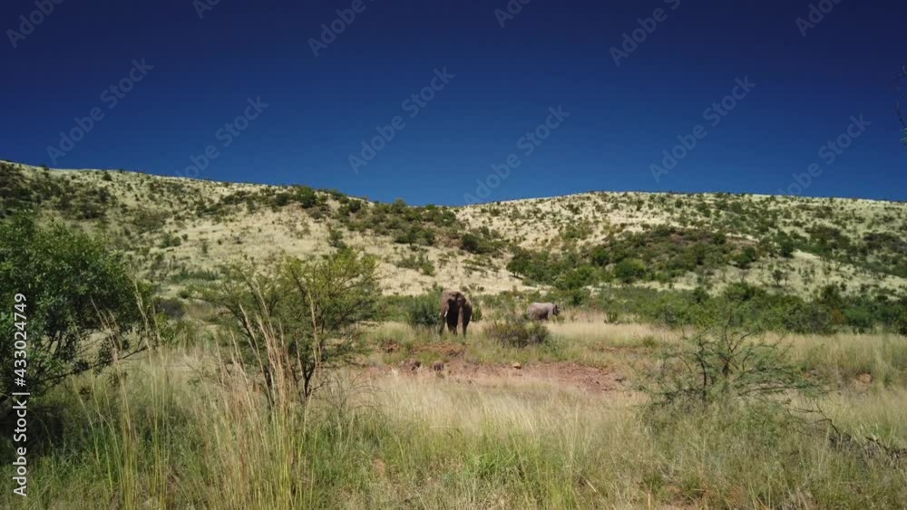 African Elephants moving through the grasslands grazing
