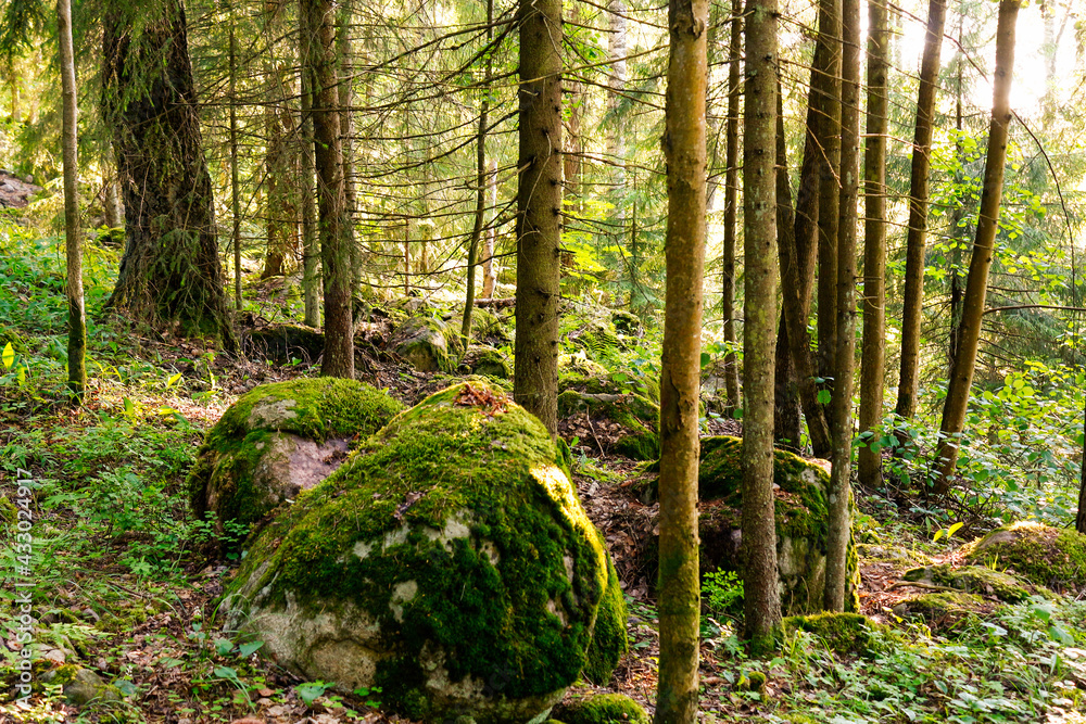 Boulders covered with green moss in a dense wild forest. Finnish nature on a summer sunny day Boulders covered with green moss in a dense wild forest. Finnish nature on a summer sunny day
