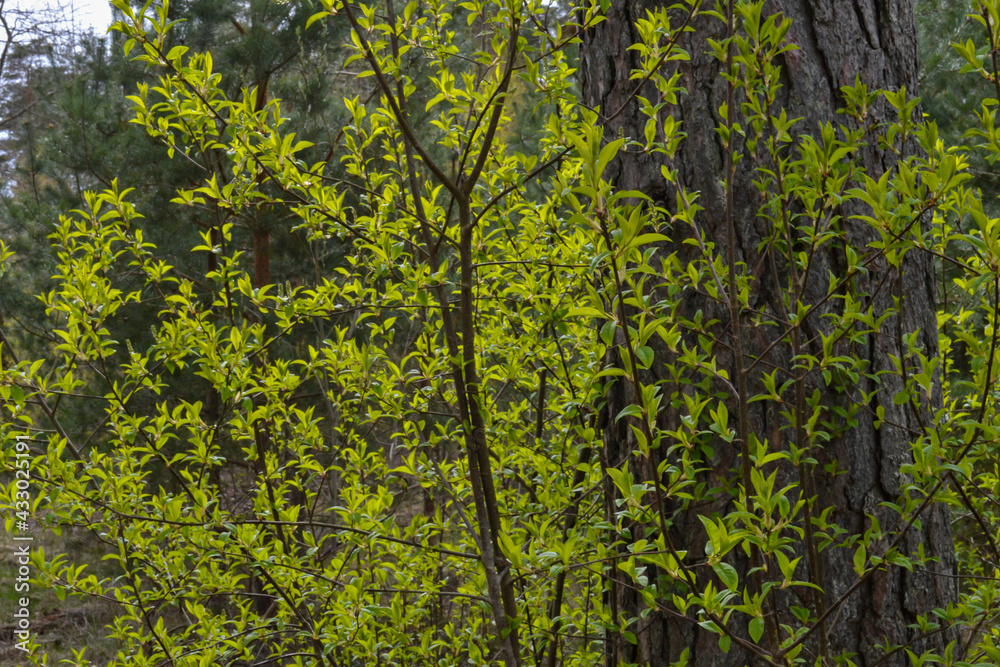 small tree branches in spring on neutral blur background. abstract with fresh green leaves. Spring macro photography small tree branches in spring on neutral blur background. abstract with fresh green leaves. Spring macro photography