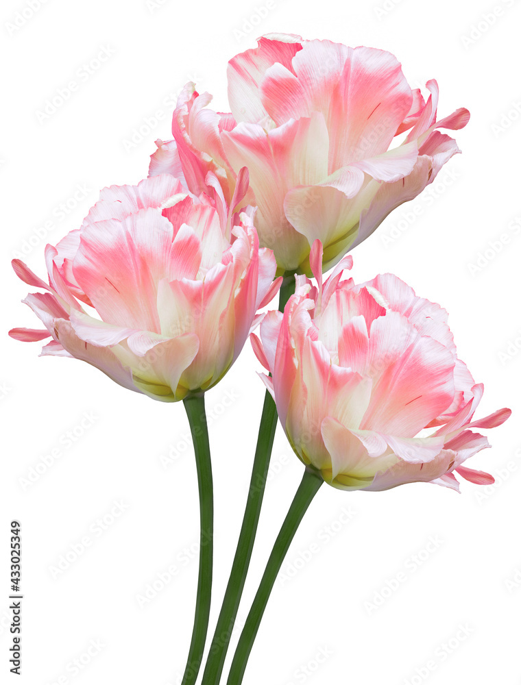 White-pink tulips Flowers on a white isolated background. For design. Closeup. Nature. White-pink tulips Flowers on a white isolated background. For design. Closeup. Nature.