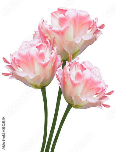 White-pink tulips  Flowers on a white isolated background.  For design.  Closeup.  Nature.