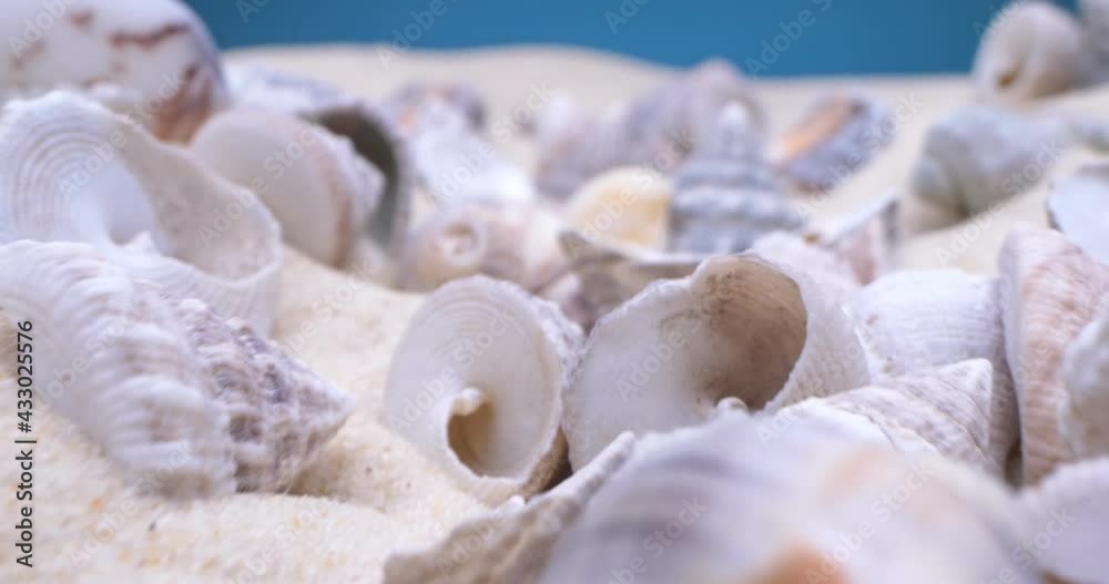 detailed extreme close-up, conch shells on white sand.