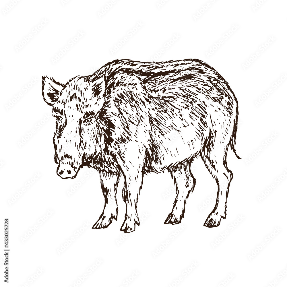 Wild boar (Sus scrofa) pig standing side view,  gravure style ink drawing illustration isolated on white