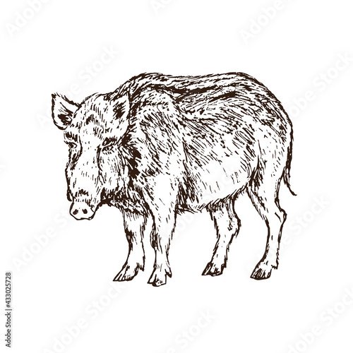 Wild boar (Sus scrofa) pig standing side view, gravure style ink drawing illustration isolated on white