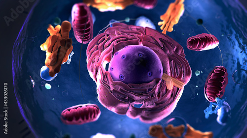 Subunits inside eukaryotic cell, nucleus and organelles and plasma membrane - 3d illustration photo