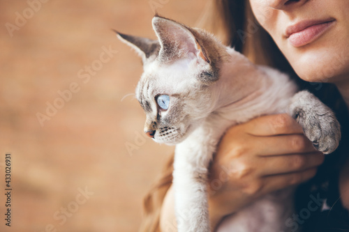 Close-up of a beautiful young woman holding cute kitten.Profile of a beautiful cat with blue eyes. Orange background, copy-space area for your promo text or advertisement