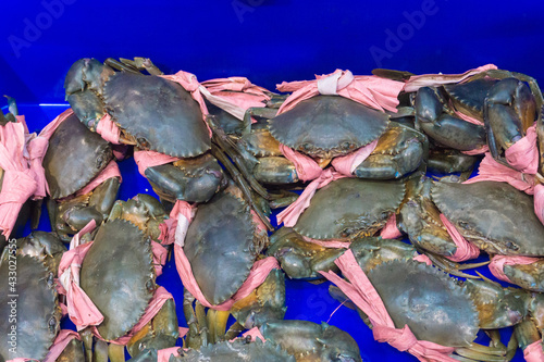 Alive crabs from the sea ready to sell in the fish market. Fresh sea crabs for sale in the market photo