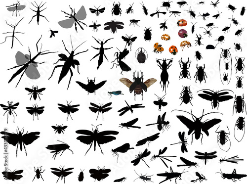many insect silhouettes isolated on white