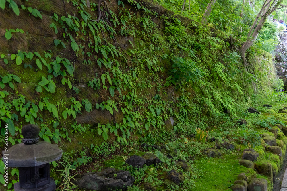 Obraz premium 苔のある風景