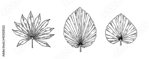 Set of hand drawn dried palm tree leaves isolated on white. Vector illustration in sketch style