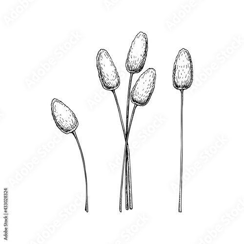 Set of hand drawn bunny tail grass isolated on white background. Vector illustration in sketch style