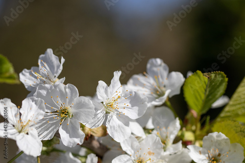 Cherry Tree Blossoming in Sunny Spring Day. Nature is Pure Beauty