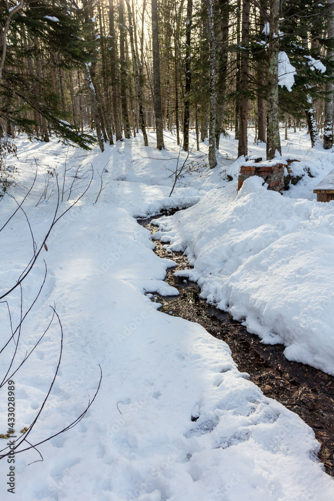 Winter forest; the morning rays of the sun break through the trees, illuminating the snow cover. Winter forest; the morning rays of the sun break through the trees, illuminating the snow cover.